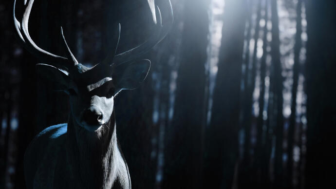 A deer in a forest