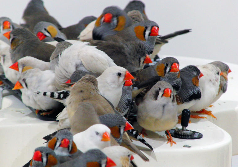 Birds sitting on a guitar