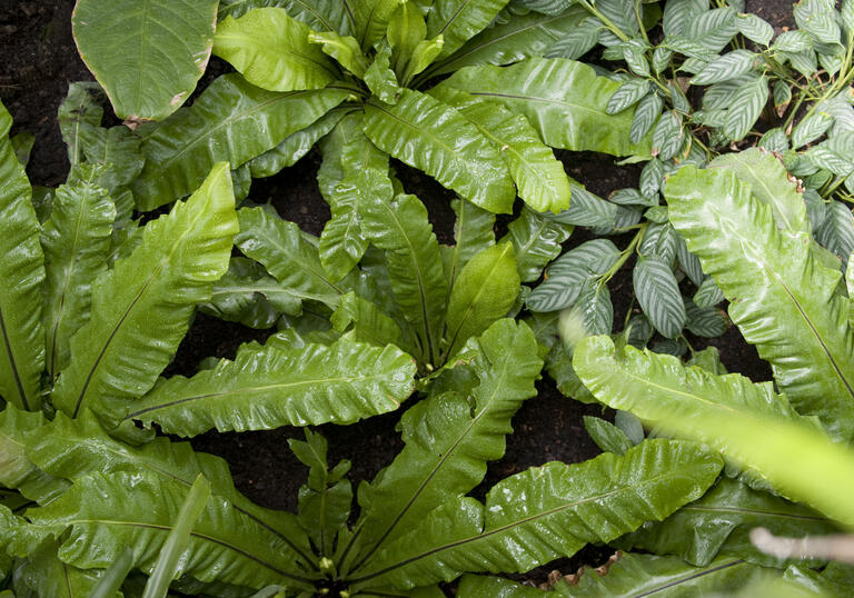 Barbican Conservatory