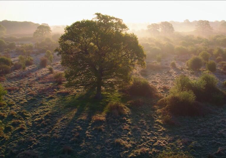 A tree stands on a wide landscape in the rising sun of the morning.