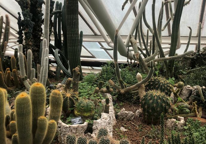 A collection of cacti and other plants from the arid house