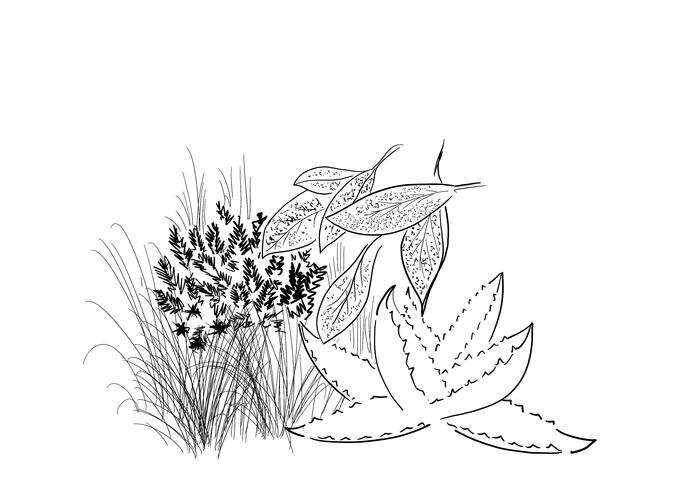 A sketch of leaves and grass of different textures