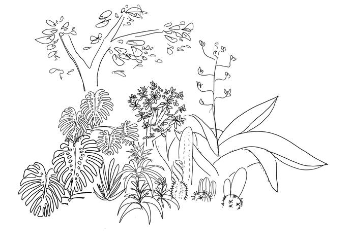 A pencil drawing of eco-modernist planting, using bold shapes and foliage