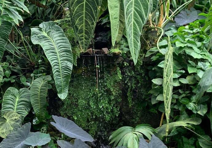 A close up of template plants from the Conservatory