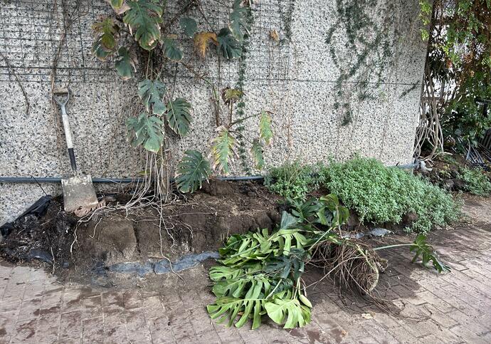 A close up of some overgrown plants in the Conservatory