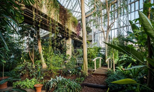 Photo of pathway with bridge surrounded by greenery and plants in the Barbican Conservatory