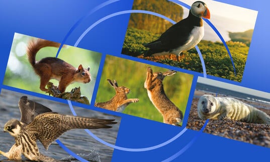 images of wildlife within a blue circle