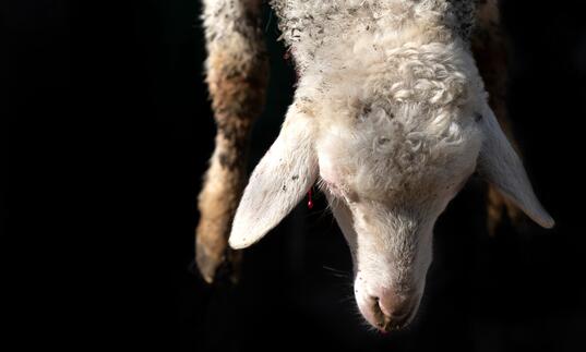 A close up shot of a sheep's head against a black background. There is a small drop of blood dripping from the sheep's ear.